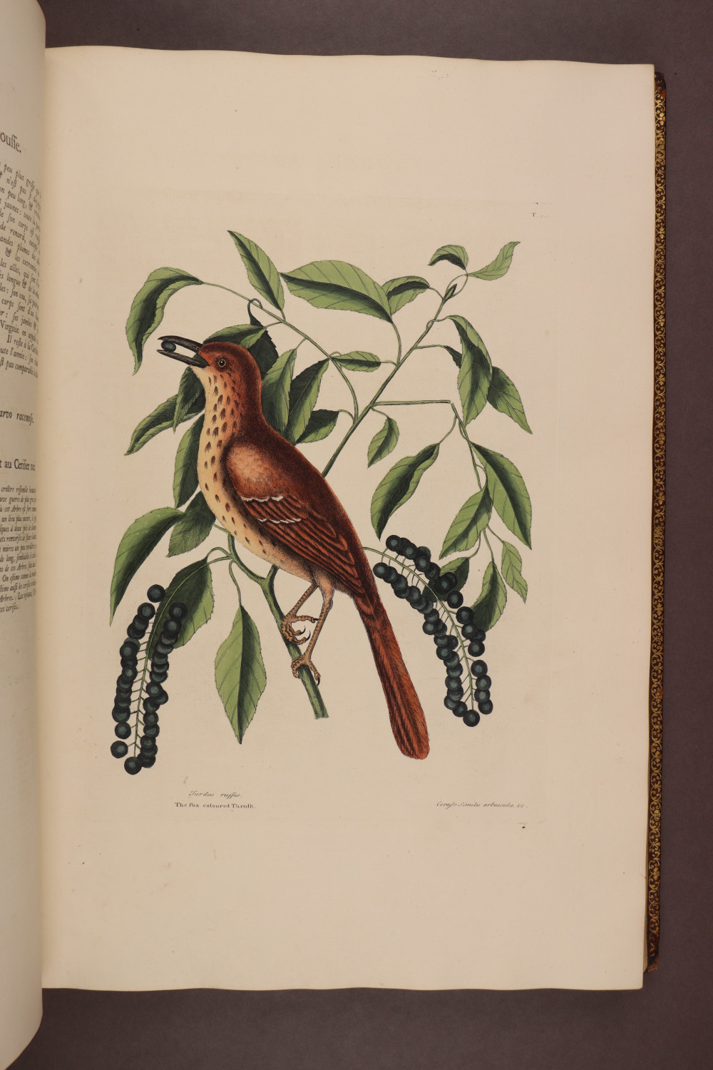 Plate 28